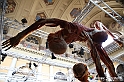 VBS_2822 - Mostra Body Worlds